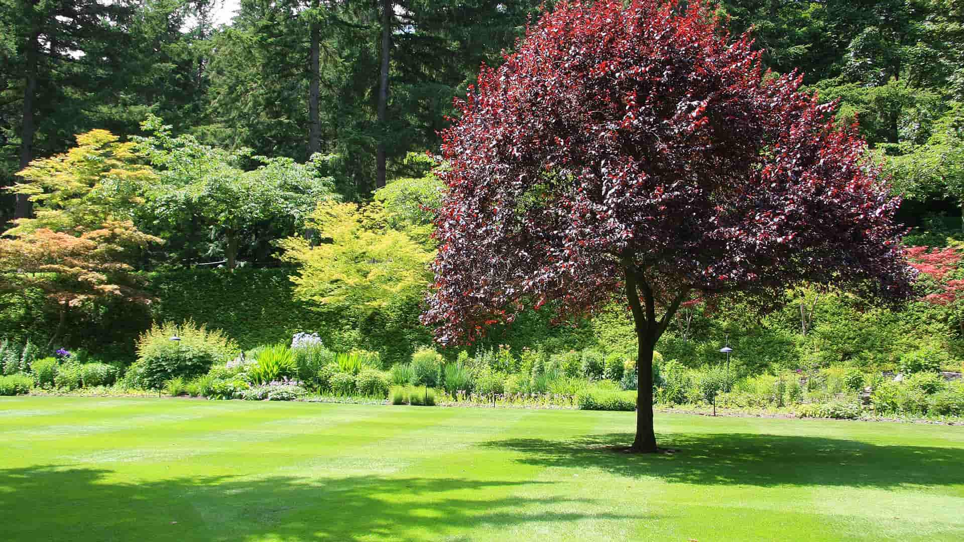 Healthy Grass Background Image