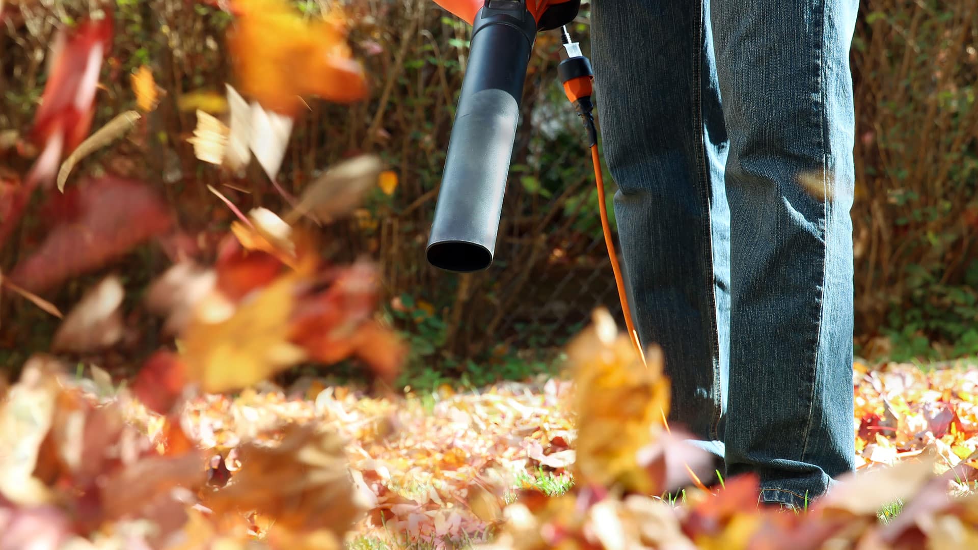 Fall Leaf Blowing Image