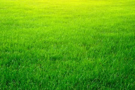 Revitalize Your Lawn with Core Aeration & Overseeding