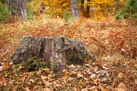 seasonal-cleanups-bowling-green-ky-Lawnllamas